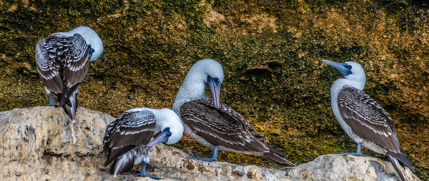 A view of Peruvian boobies on a ledge in a cave on the Ballestas Islands, Paracas, Peru in the dry season