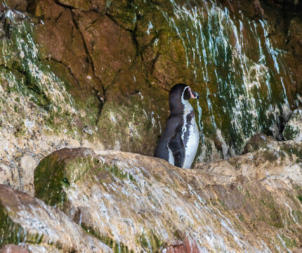 A view of a Humboldt penguin on a ledge in a cave on the Ballestas Islands, Paracas, Peru in the dry season