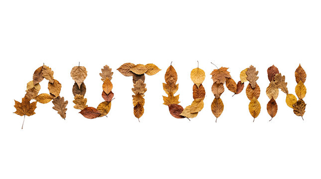 Word Autumn Spelled with Assorted Dried Leaves Isolated