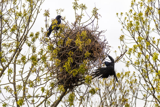 Rook bird nesting 