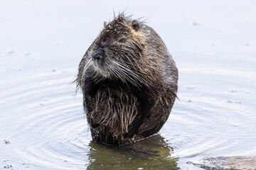 Obraz premium Nutria