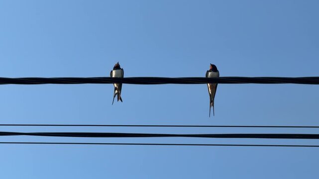 The swallows are sitting on the power lines and twittering, video with sound.