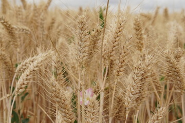 Obraz premium wheat field, summer, harvest time, uk, suffolk, haverhill, sturmer, July 2026, farming, agriculture, dry summer, golden grains, nature