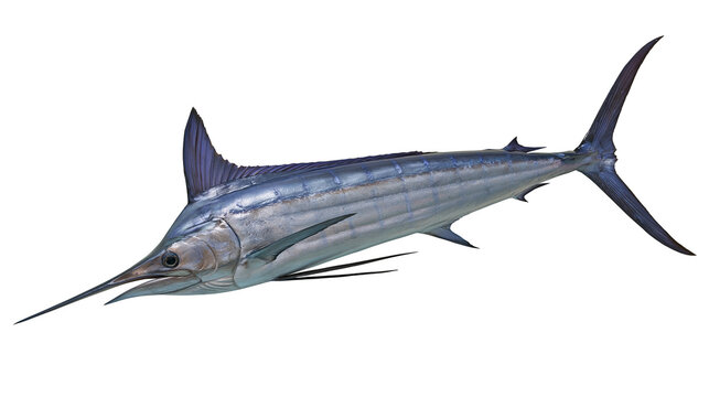 Blue Marlin Fish with Long Bill and Fins