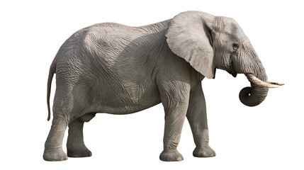 Fototapeta premium African elephant with large ears and tusks, side view