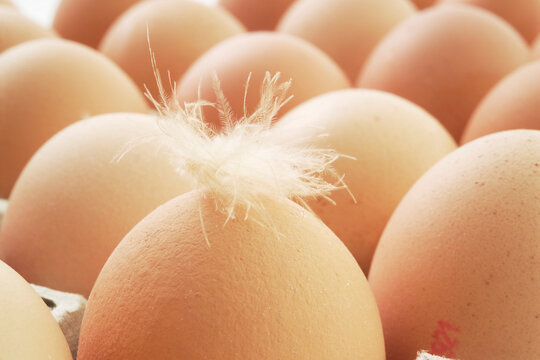 Fresh eggs, close-up