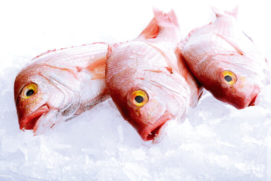 Fresh fish, giltheads