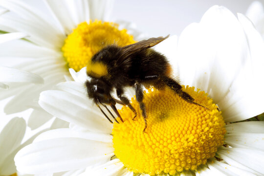 Bumble bee on marguerite