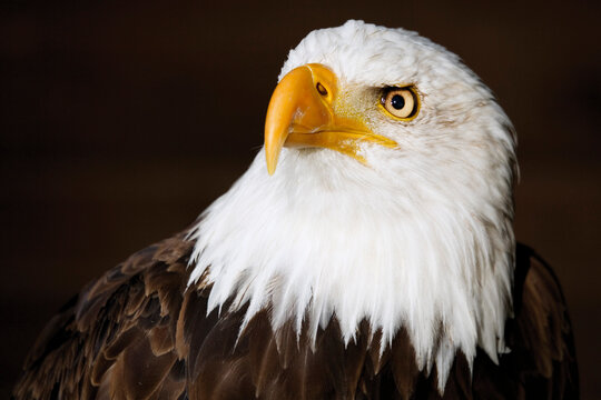 Germany, Hellenthal, Bald Eagle, close-up