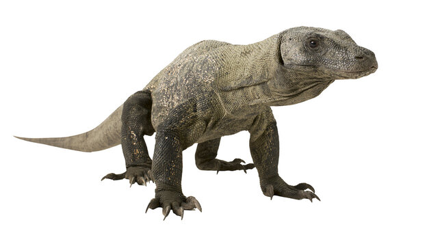 Komodo dragon reptile with scaly skin and sharp claws