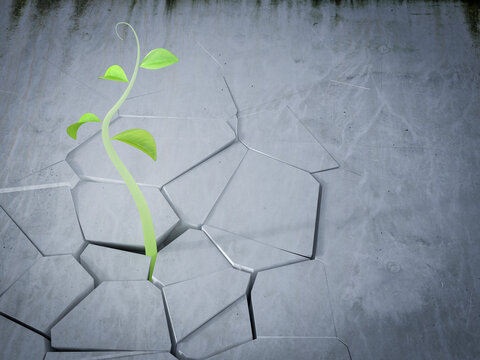 Green plant growing through crack in concrete