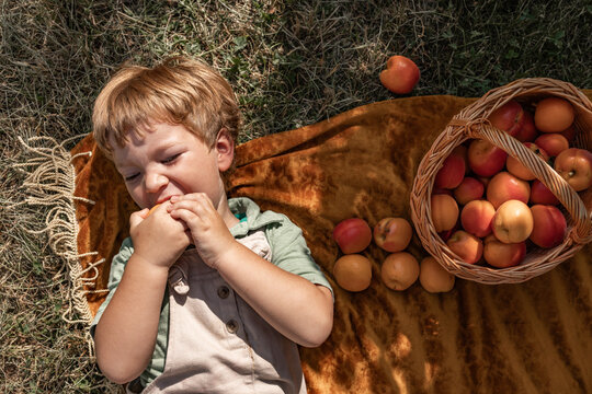 Toddler boy eats a fresh apricot during a summer harvest picnic