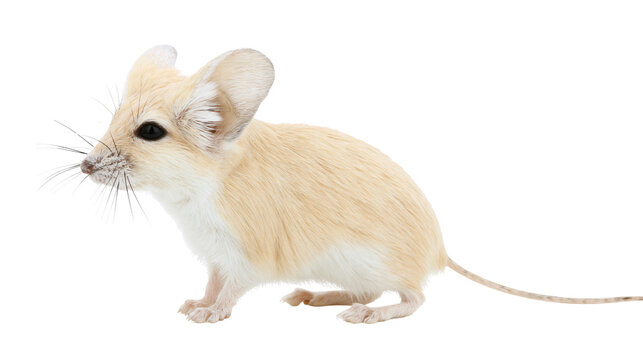 Desert Jerboa rodent with large ears and long tail