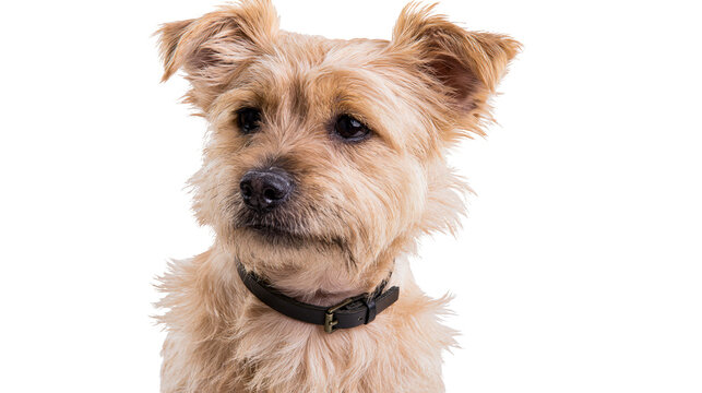 Scruffy terrier dog with black collar looking forward