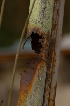Vertical close-up view of a rusted hollow metal tube with severe corrosion, jagged holes, and peeling pale yellow-green paint. The image shows flaking rust