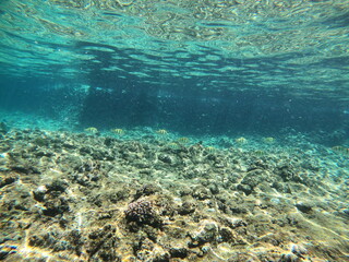 coral reef, sea, and fish © Chim Chim
