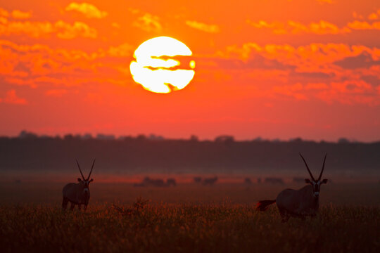 Gemsbok antelopes in grassland at sunset Central Kalahari Botswana