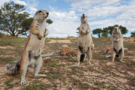 African ground squirrel group standing alert in Kgalagadi Transfrontier Park