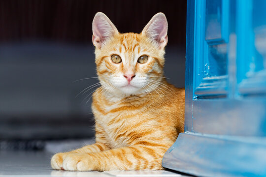 Europe, Greece, Cyclades, Oai, Santorini, Cat sitting at doorway