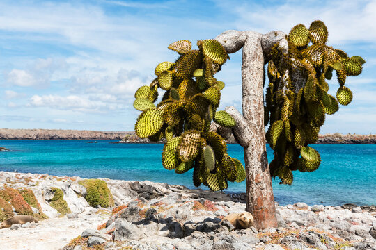 Ecuador, Galapagos Islands, Plaza Sur, Galapagos Sea Lion sleeping besides Opuntia echios