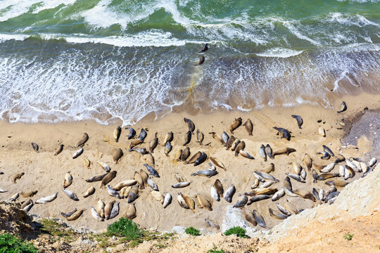 USA, California, Marin County, Point Reyes National Seashore, View to beach with sea elefants