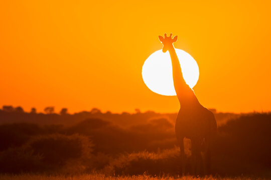 Botswana, Kalahari, Central Kalahari Game Reserve, giraffe at sunrise