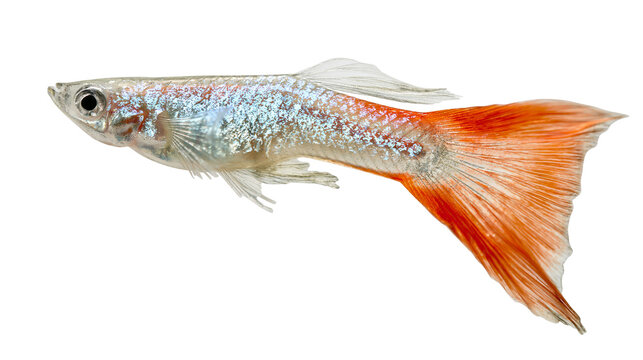 Orange tail guppy fish with iridescent scales
