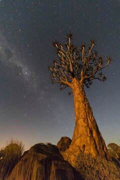 Africa, Namibia, Keetmanshoop, Quiver Tree Forest at night, milky way