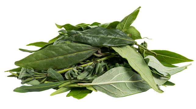 Fresh green bay leaves and thyme herb sprigs pile