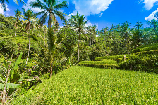 Indonesia, Bali, Rice fields