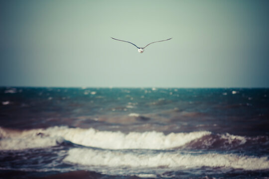 Germany, Baltic Sea, Dahme, seagull above the sea