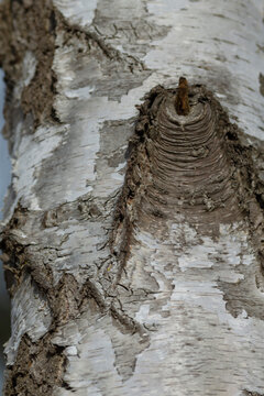 Tight vertical view of a birch trunk showing textured white and gray peeling bark, a prominent knobby knot, and rugged raised ridges. Soft natural side light