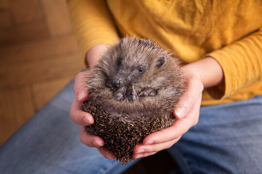 Woman's hands holding rolled up hedgehog