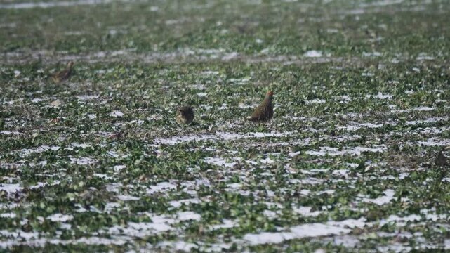Rapeseed field with sprouting crops and green-feeding English partridges (Perdix perdix) are pests in winter farm