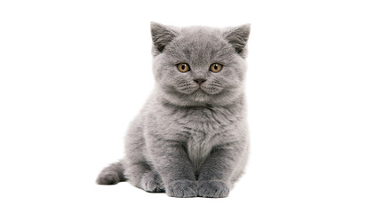 Fototapeta premium Fluffy grey British Shorthair kitten sitting