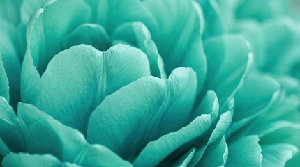 Obraz premium A close-up photograph showcases a cluster of vibrant turquoise tulips. The petals are intricately layered and textured, revealing subtle variations in color and form.