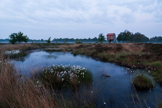 Germany, North Rhine-Westphalia, Recker Moor, Landscape with cotton grass