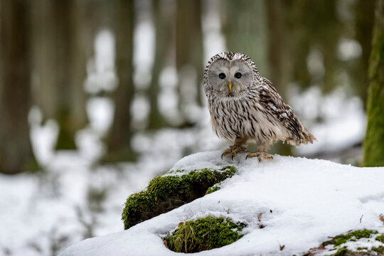 Ural owl, Strix uralensis, in forest