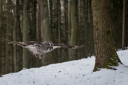 Czechia, Great grey owl, Strix nebulosa in forest