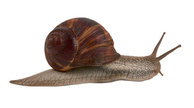 Garden snail with brown spiral shell moving on white