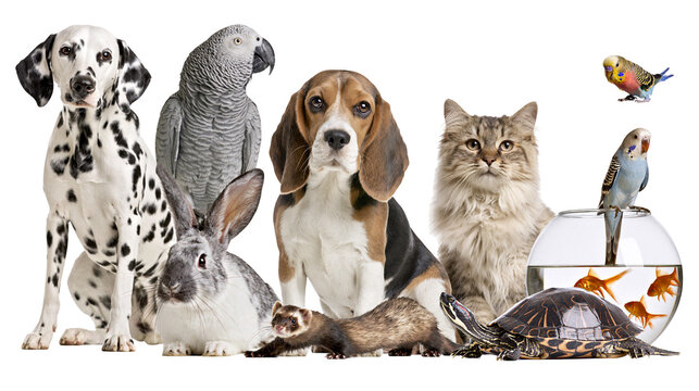 Dalmatian dog African Grey parrot Beagle dog cat rabbit ferret turtle goldfish, budgie birds