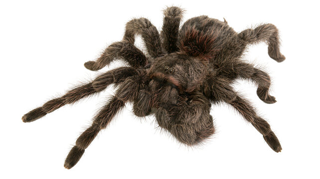 Hairy brown tarantula spider with eight legs