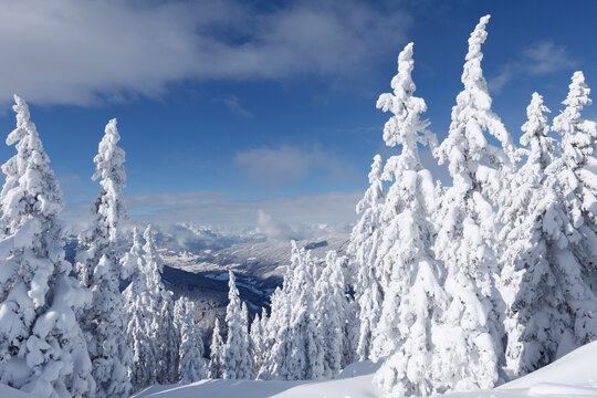 Austria, Salzburg County, View of snow covered firs on mountain