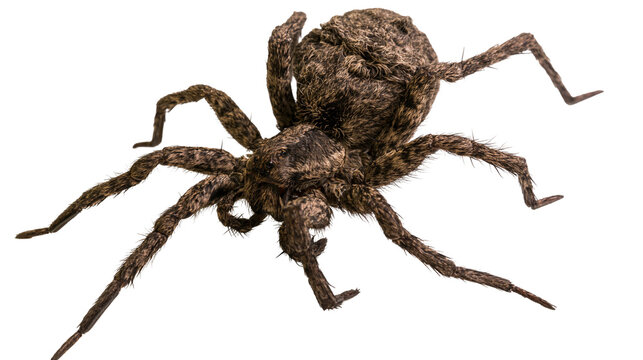 Hairy brown spider with long legs on white