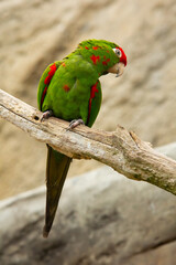Psittacara frontatus, Cordilleran parakeet © Martin
