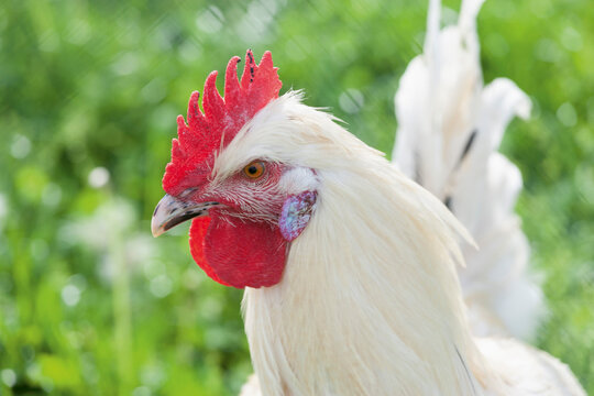 Germany, Bavaria, Domestic cock on meadow