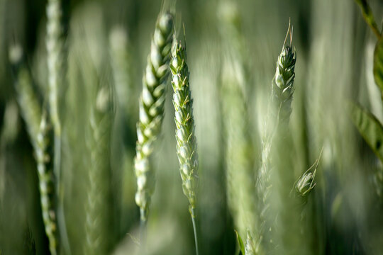 Germany, Bavaria, Irschenhausen, Wheat field, (Triticum sativum), close-up