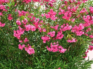 Fototapeta premium Lush Blooming Pink Oleander Shrub in the Summer Sun