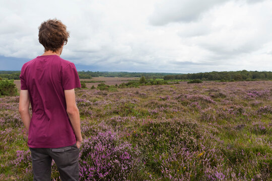 Man stands in a purple heathland looking at the landscape