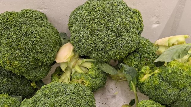 Fresh broccoli heads arranged for sale, nutritious green vegetables, healthy food ingredient, vegetarian cooking.